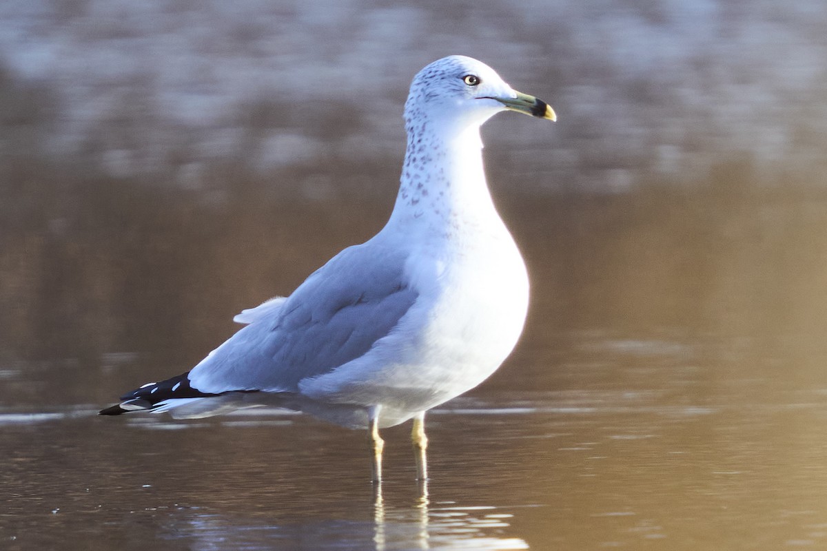 Halkalı Martı - ML645306363