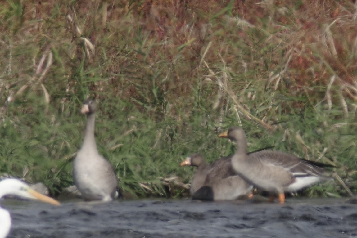 Greater White-fronted Goose - ML645306369