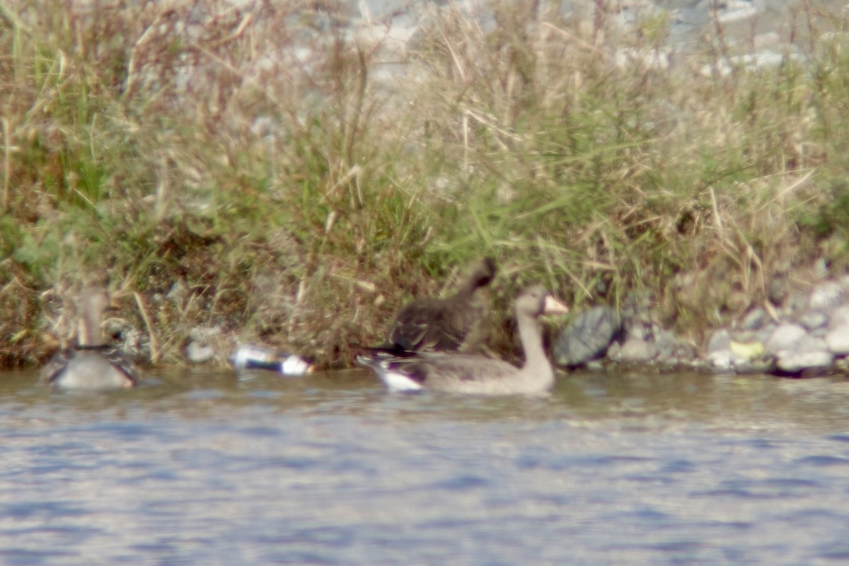 Greater White-fronted Goose - ML645306370