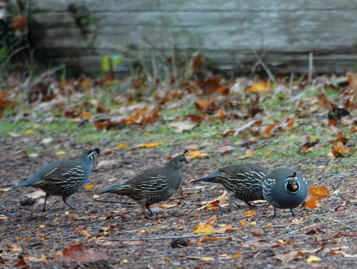California Quail - ML645306375