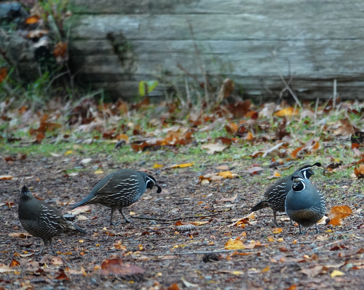 California Quail - ML645306376