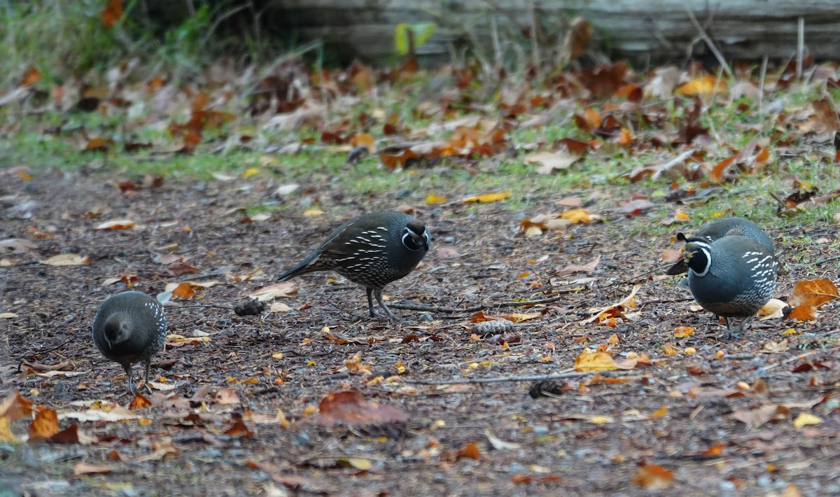 California Quail - ML645306377