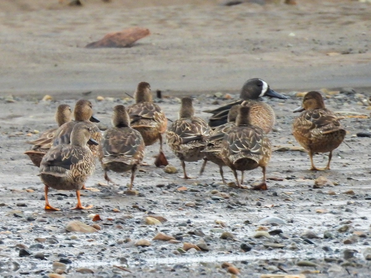 Blue-winged Teal - ML645306387