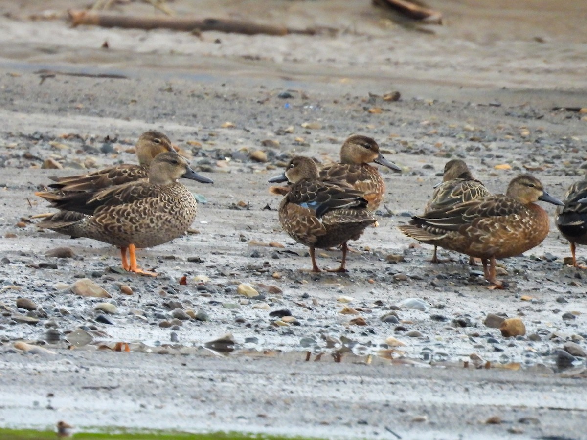 Blue-winged Teal - ML645306388