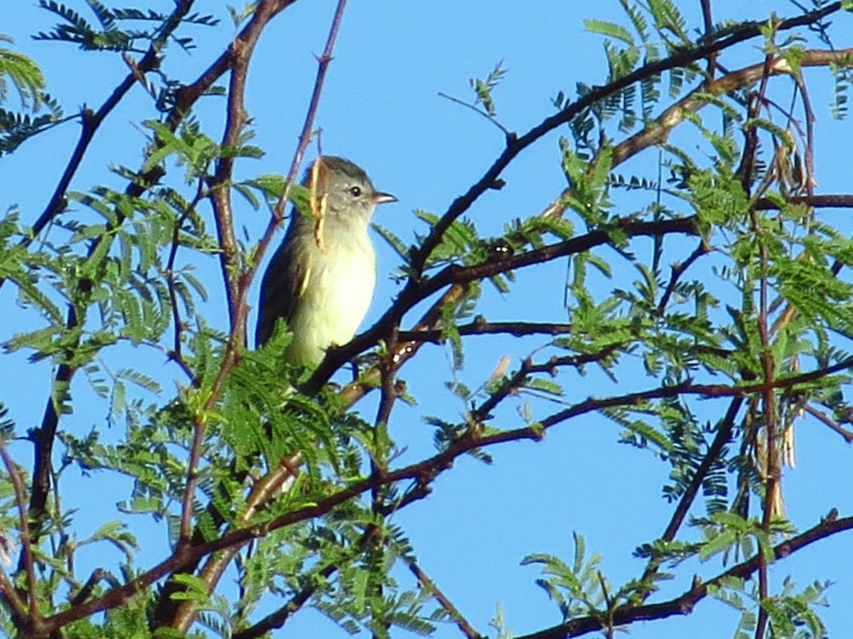 Northern Beardless-Tyrannulet - ML645306389