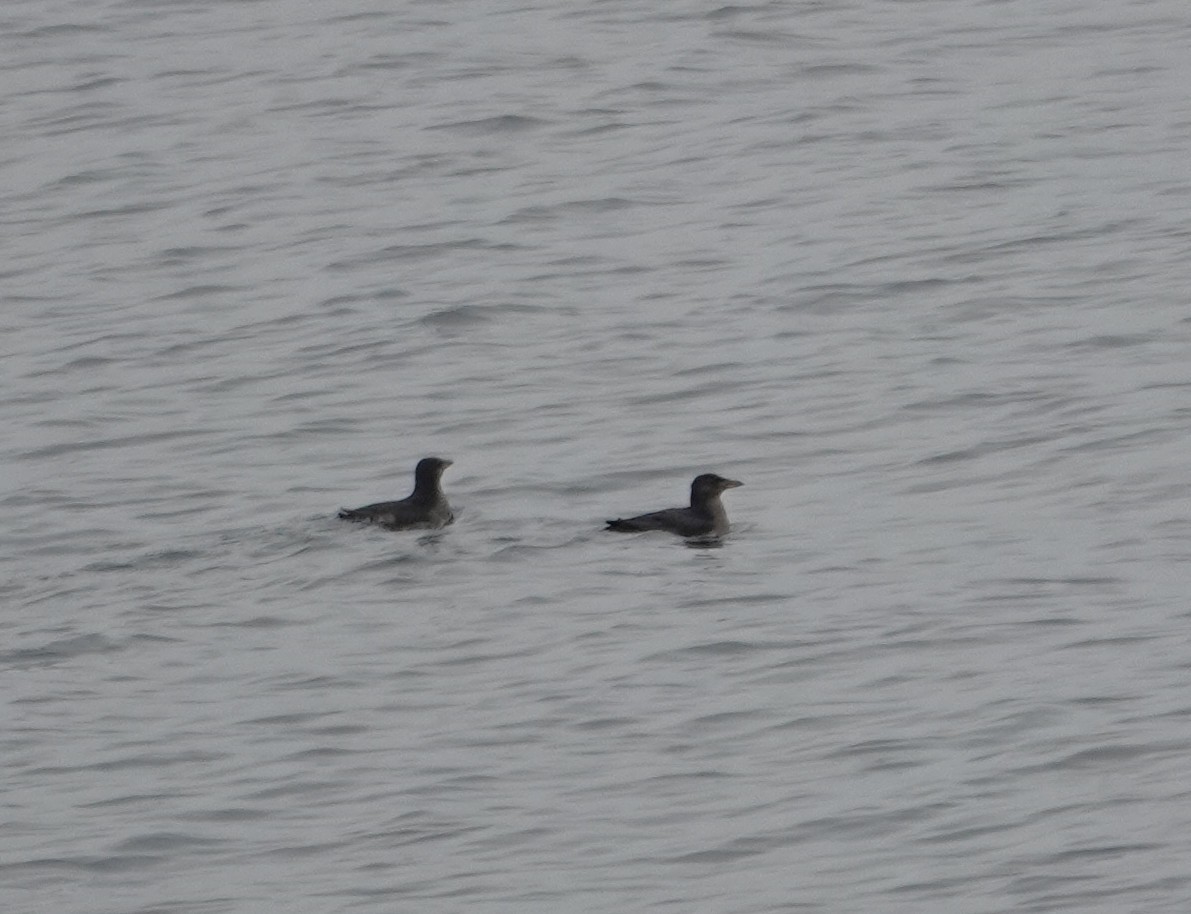 Rhinoceros Auklet - ML645306402