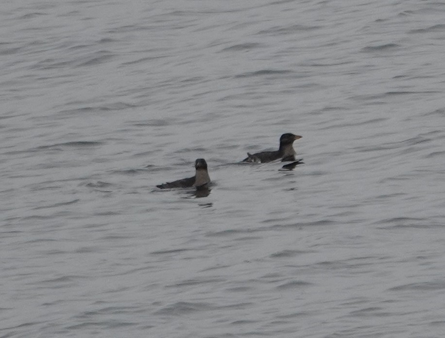 Rhinoceros Auklet - ML645306404