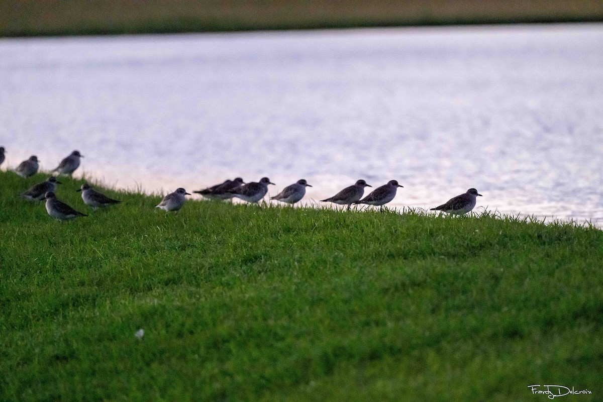 Black-bellied Plover - ML645306405