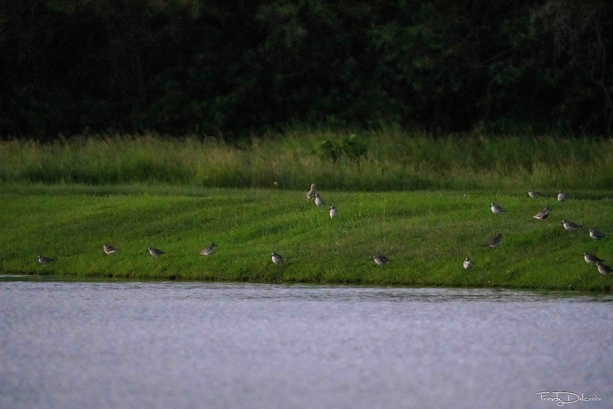 Black-bellied Plover - ML645306406