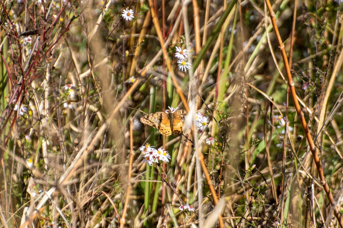 Variegated Fritillary - ML645306410
