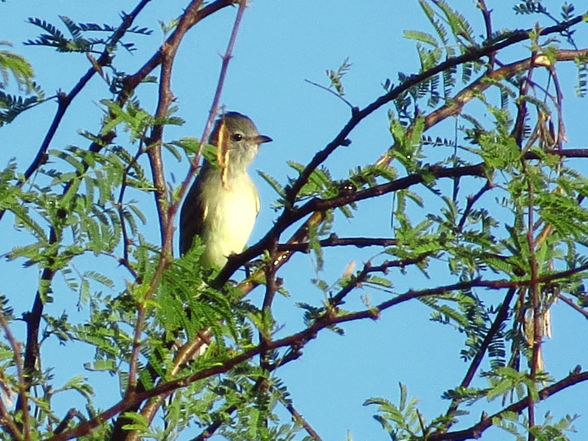 Northern Beardless-Tyrannulet - ML645306418