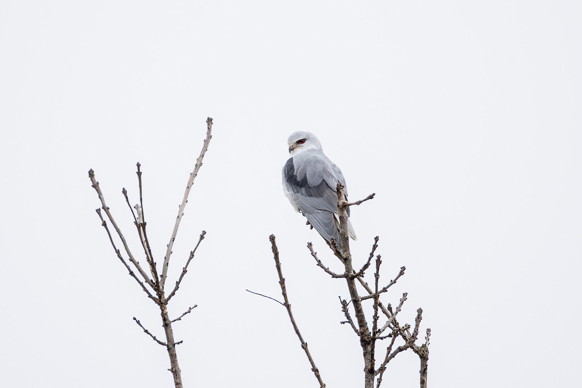 Black-winged Kite - ML645306419