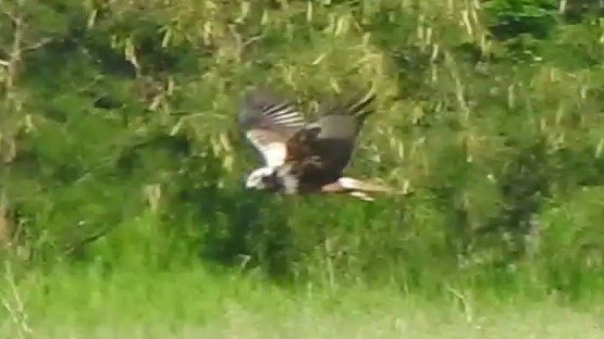 Eastern Marsh Harrier - ML645306422