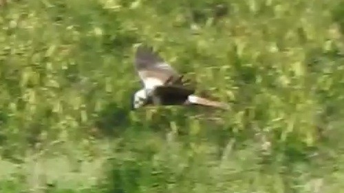 Eastern Marsh Harrier - ML645306423