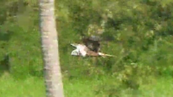 Eastern Marsh Harrier - ML645306424