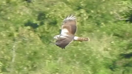 Eastern Marsh Harrier - ML645306425