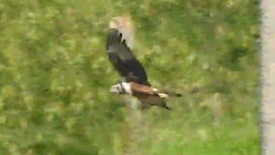 Eastern Marsh Harrier - ML645306426