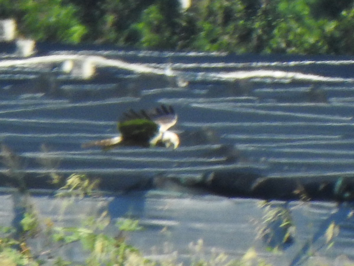 Eastern Marsh Harrier - ML645306427