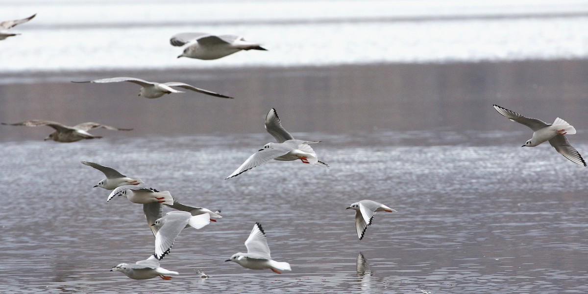 Bonaparte's Gull - ML645306442