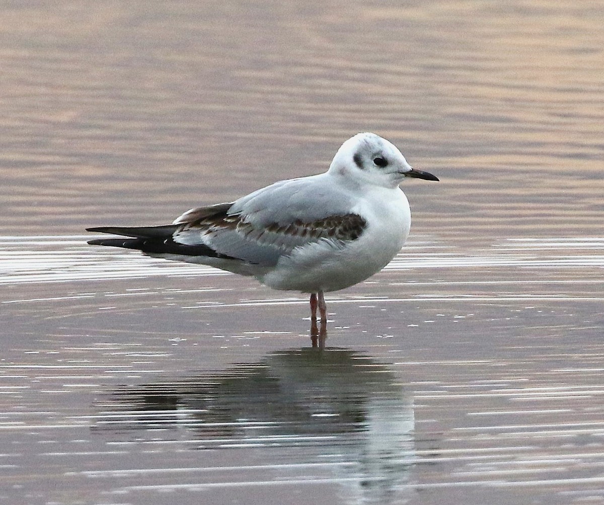 Bonaparte's Gull - ML645306445