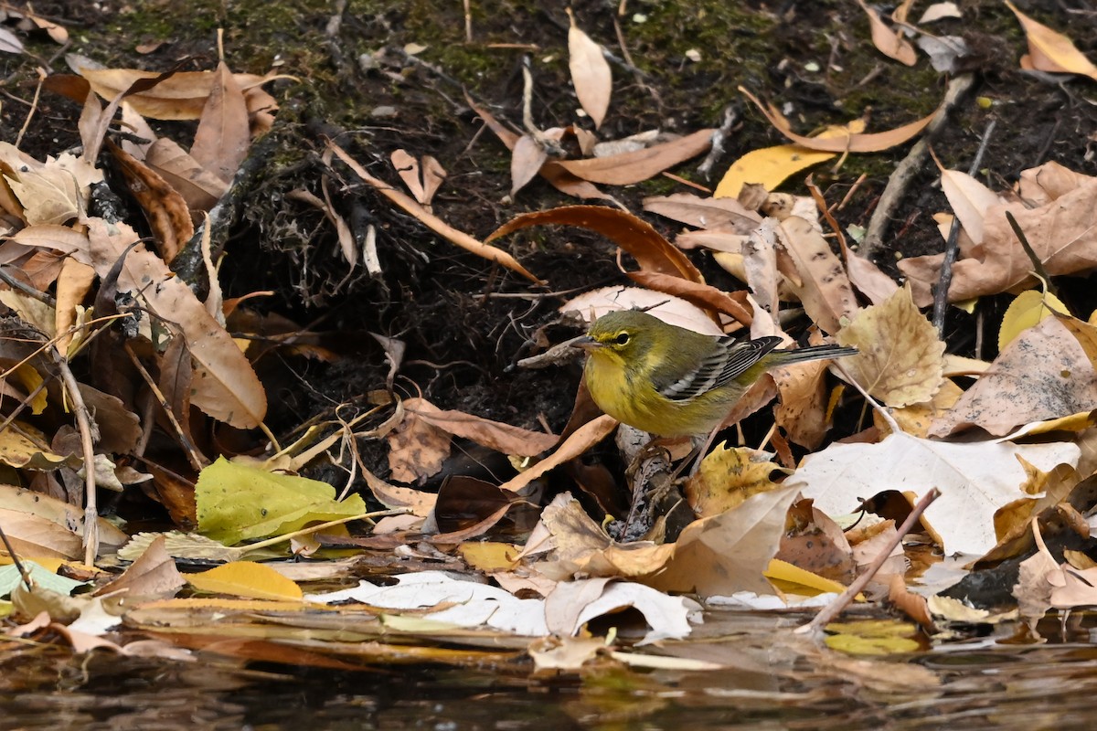 Pine Warbler - ML645306446