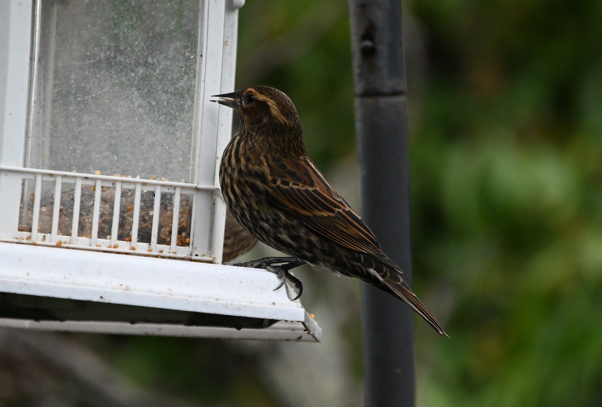 Красноплечий трупиал - ML645306449