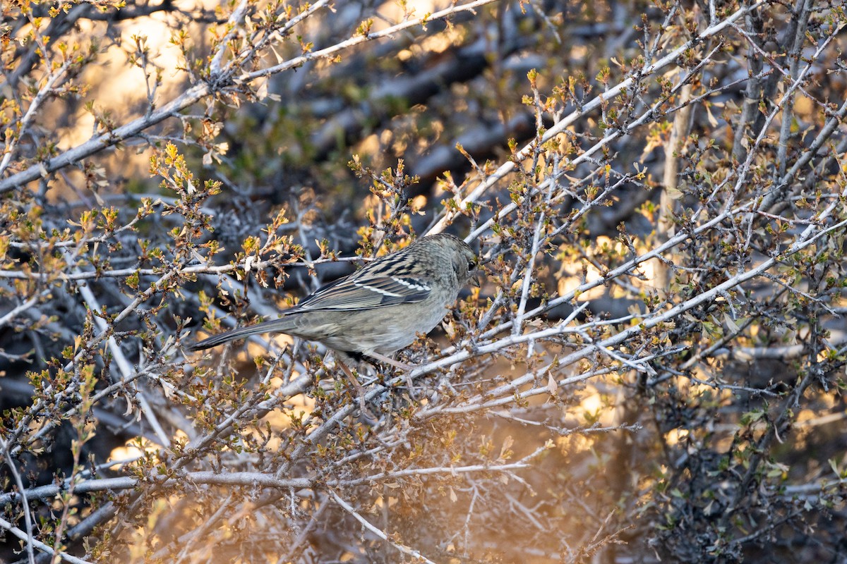 Golden-crowned Sparrow - ML645306452