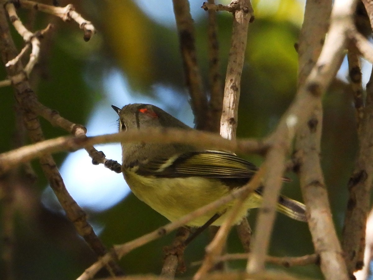 Ruby-crowned Kinglet - ML645306456