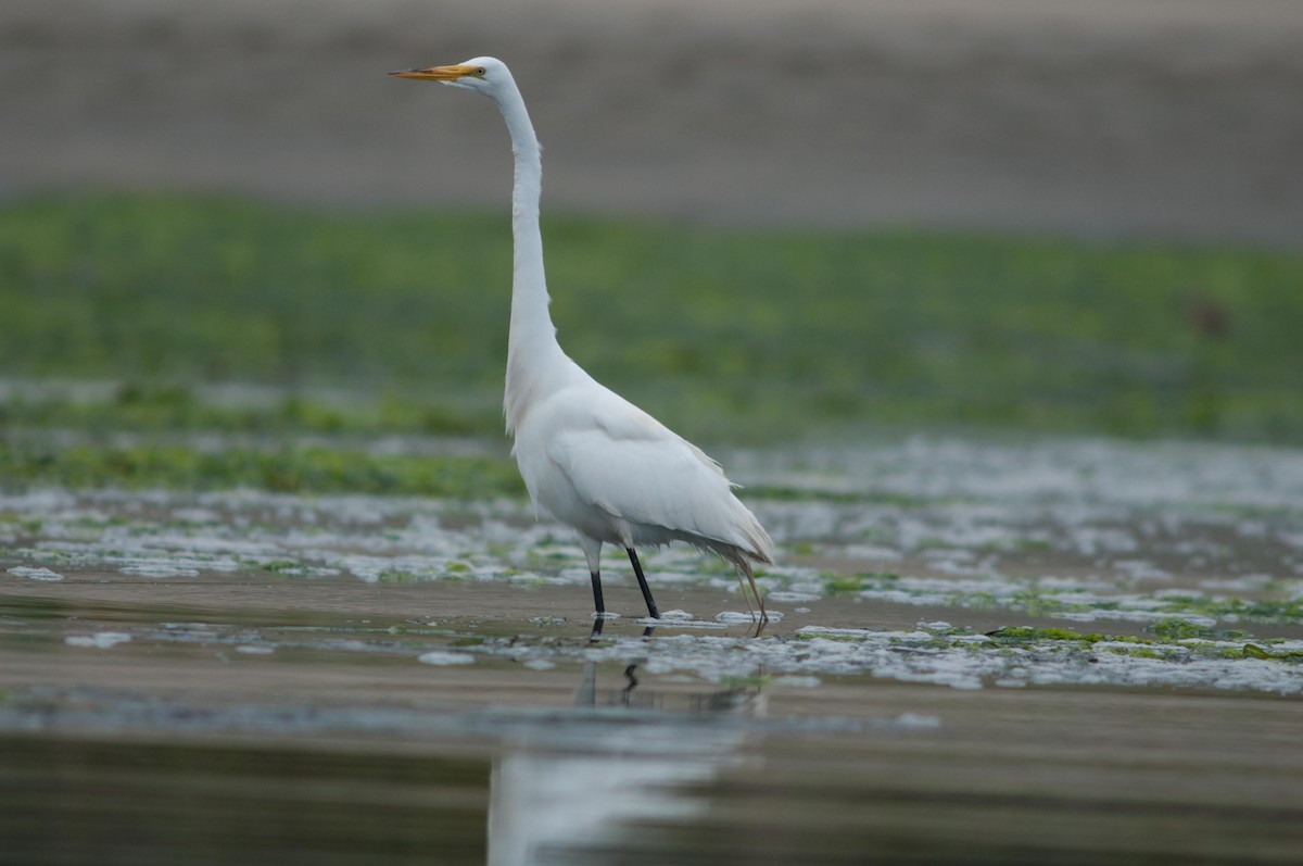 Garceta Grande - ML645306459