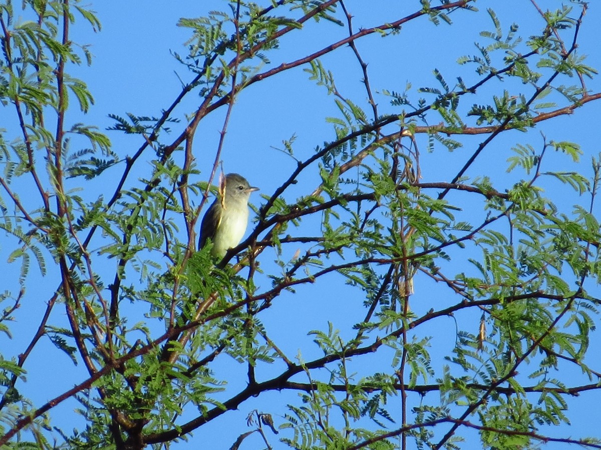Northern Beardless-Tyrannulet - ML645306465