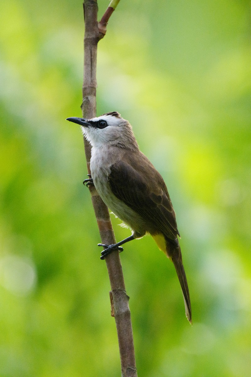 Yellow-vented Bulbul - ML645306466