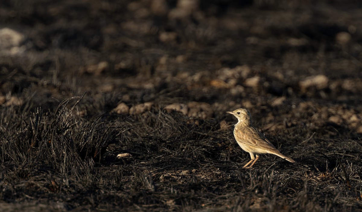 Australian Pipit - ML645306468