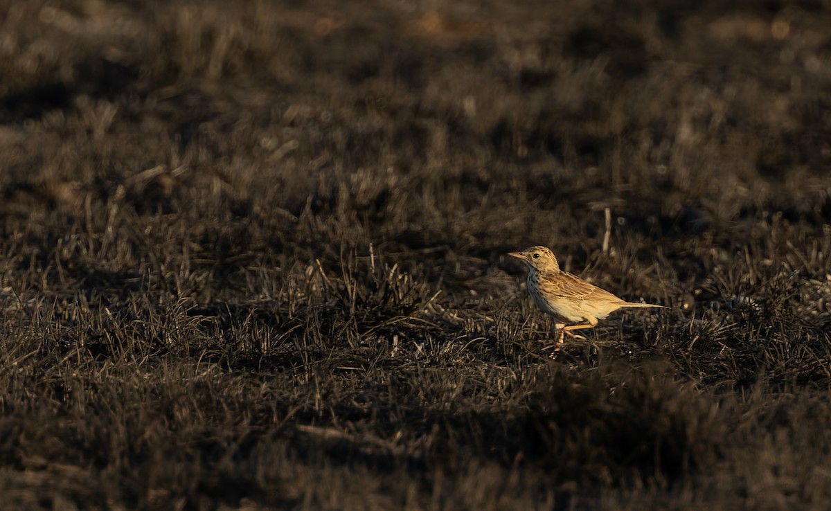 Australian Pipit - ML645306469