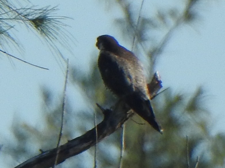 遊隼 - ML645306470