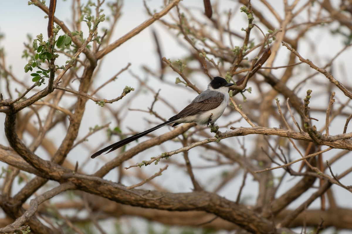 Fork-tailed Flycatcher - ML645306474