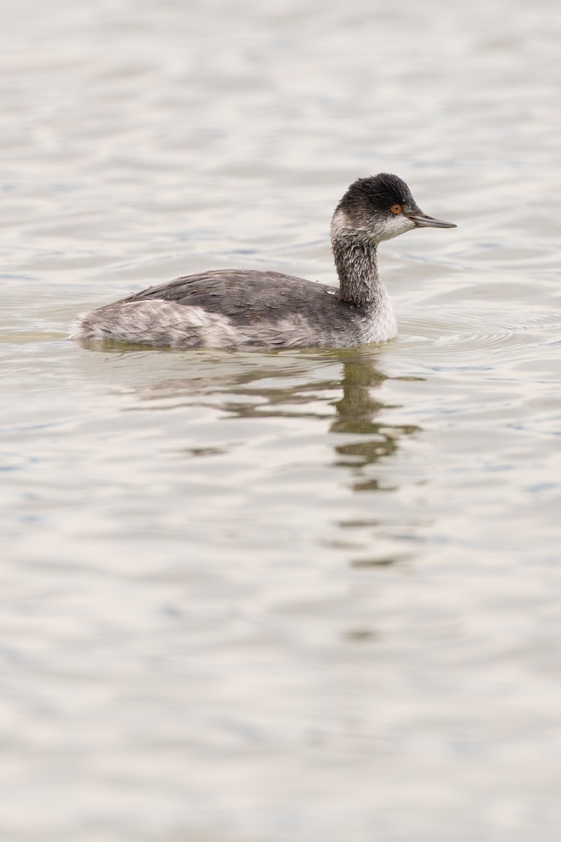 Eared Grebe - ML645306477
