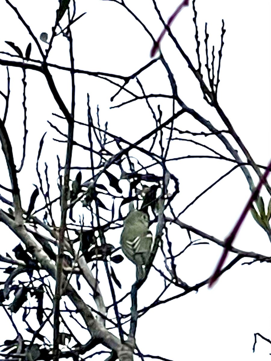 vireo sp. - ML645306488