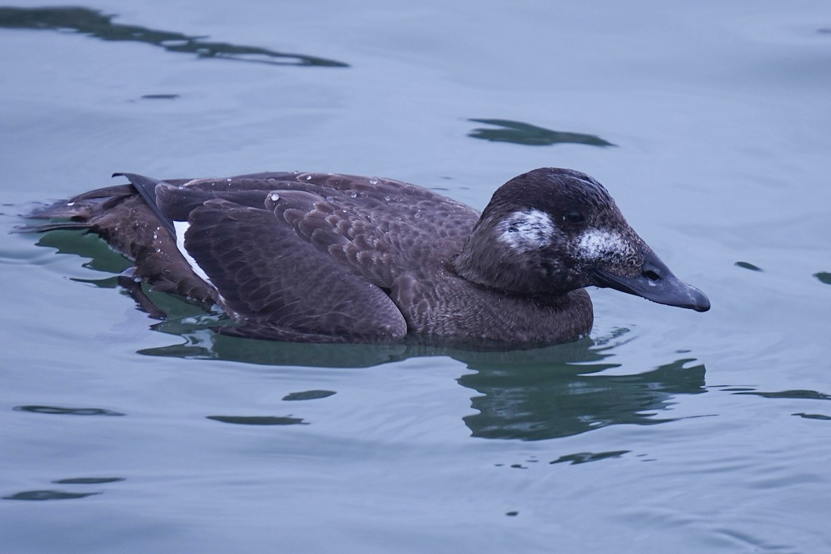 White-winged Scoter - ML645306498