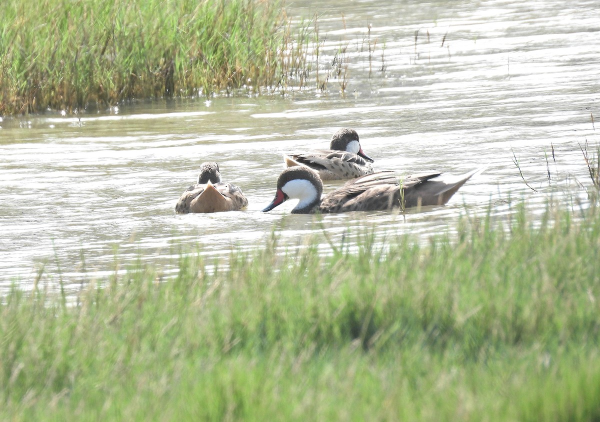 Bahamaente - ML645306504