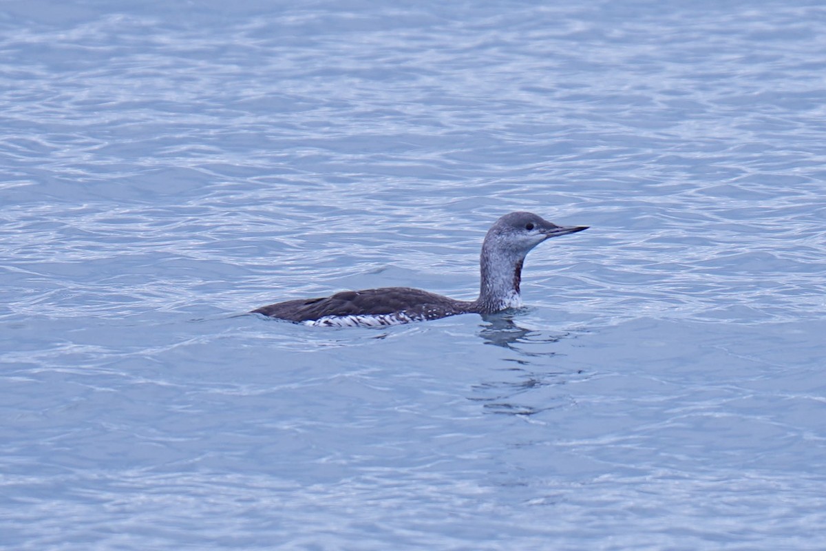 צוללן אדום-גרון - ML645306512