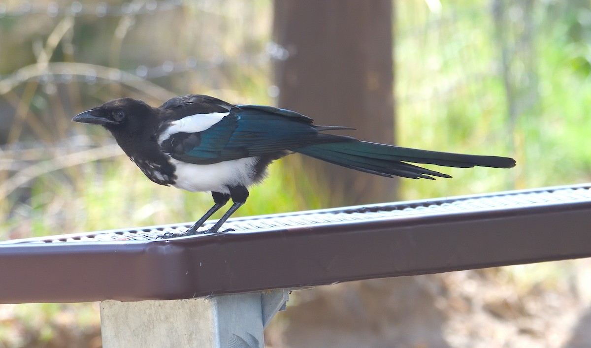 straka americká - ML645306515