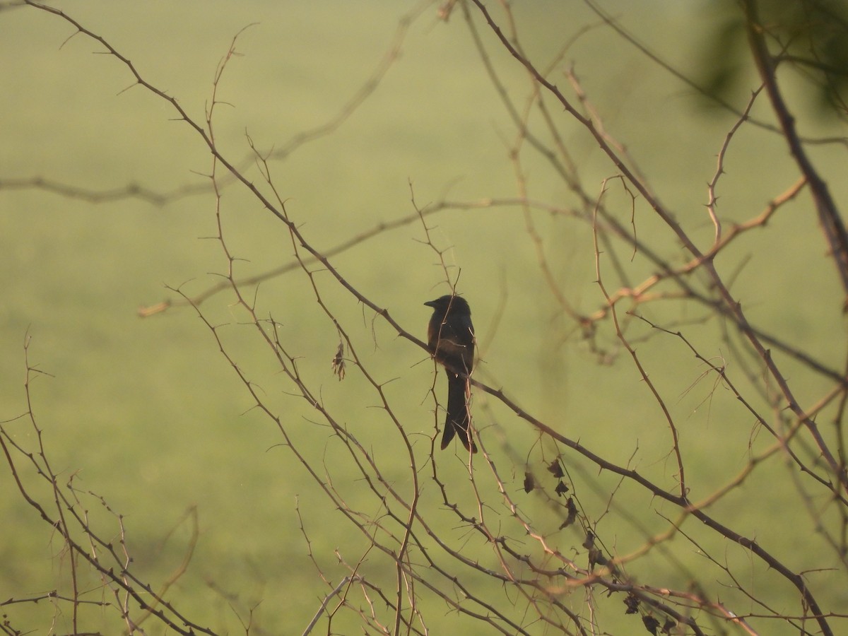 Black Drongo - ML645306541
