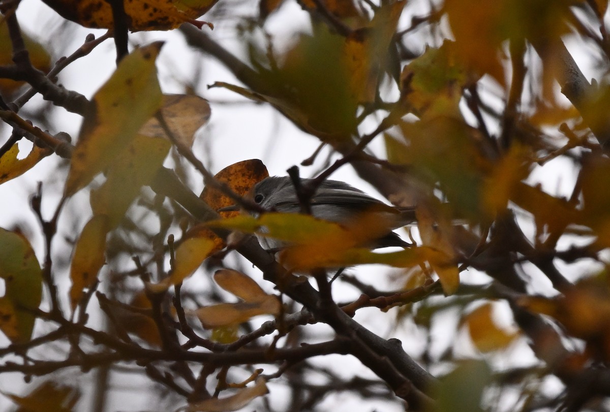 Голубая комароловка - ML645306549