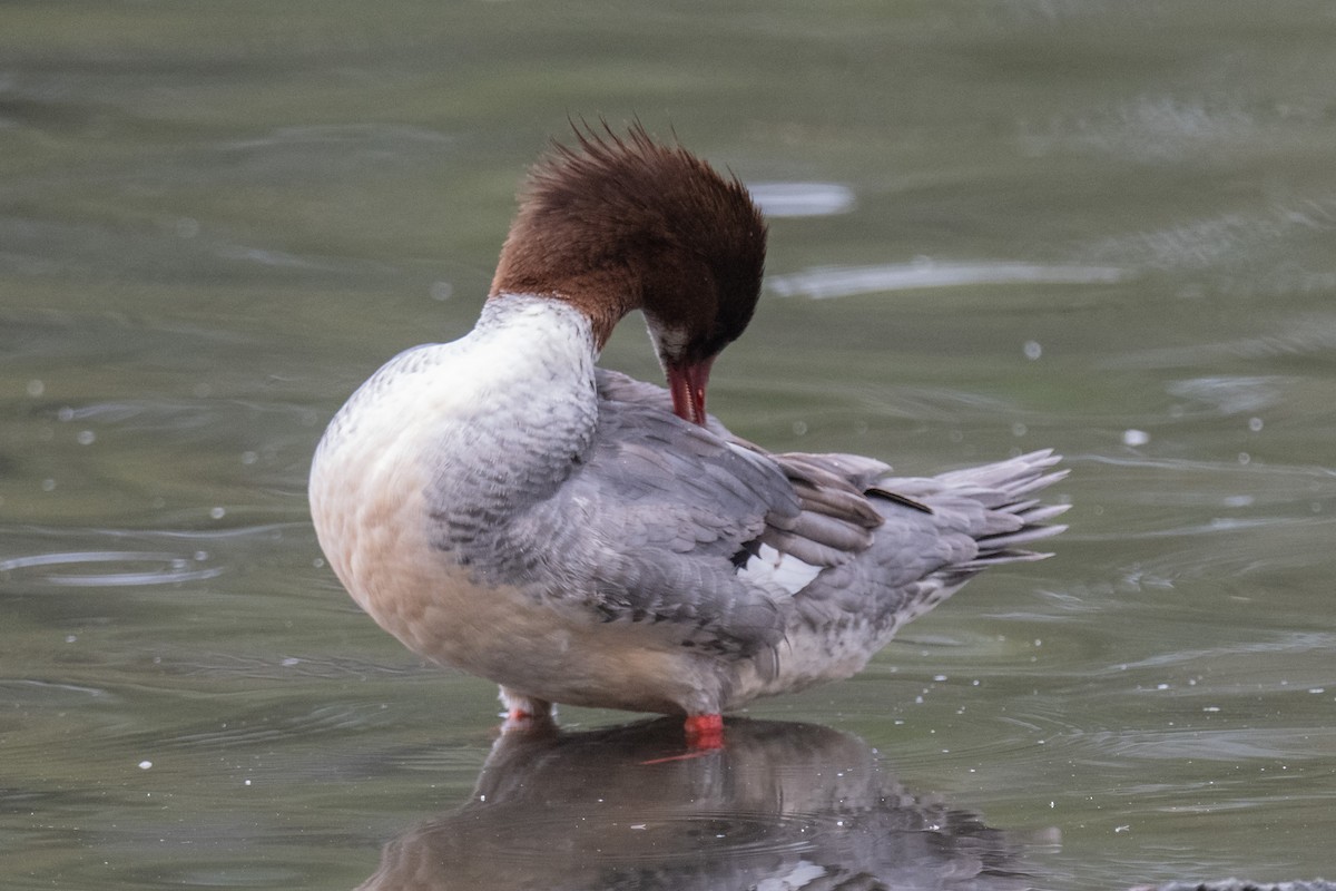 Common Merganser - ML645306558