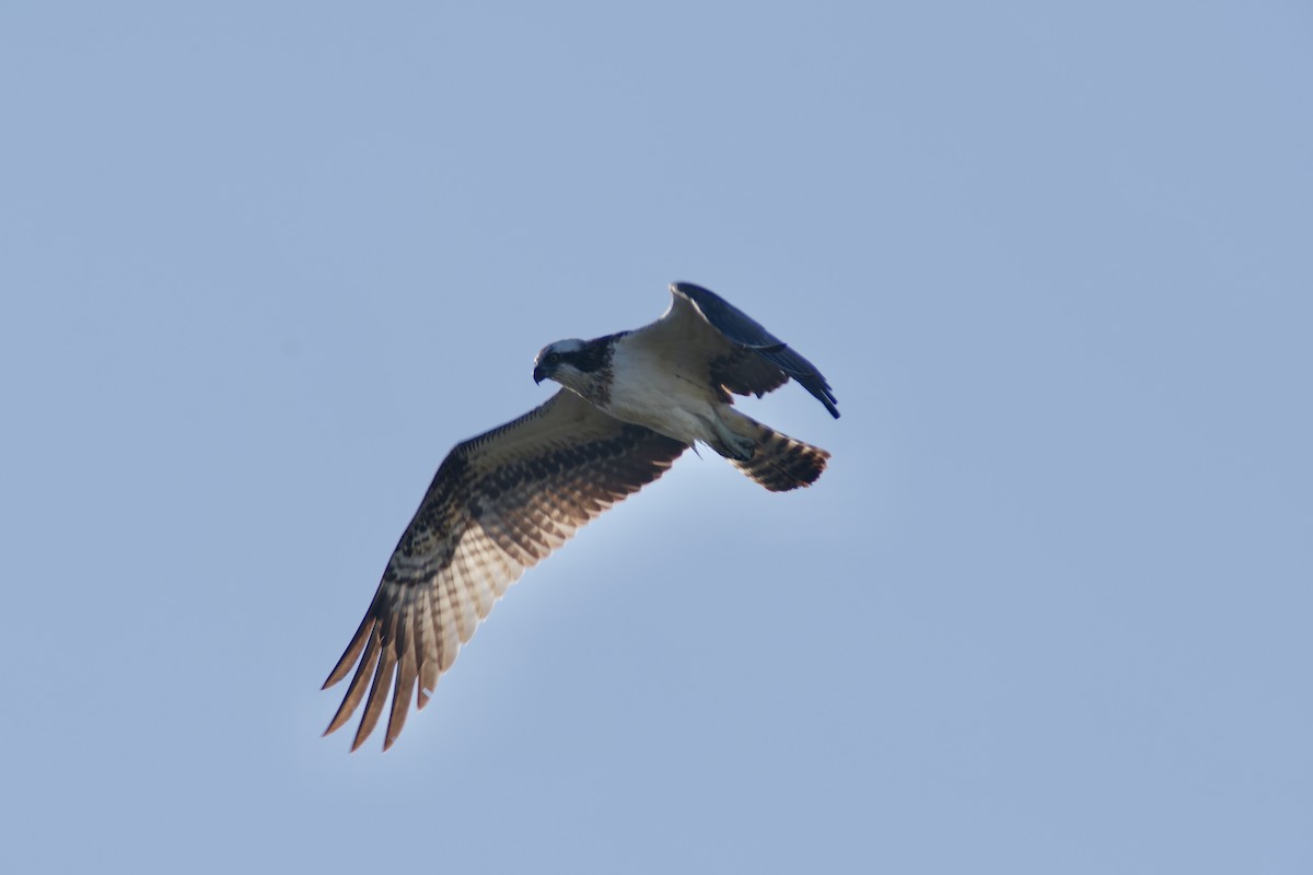 Osprey - ML645306559