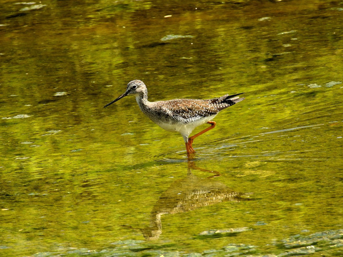 Greater Yellowlegs - ML645306574