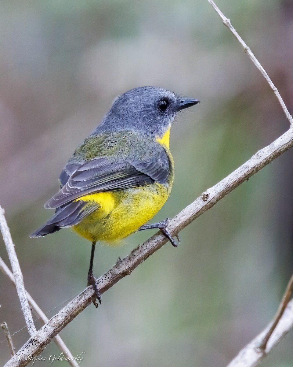 lejsčík žlutý - ML645306578