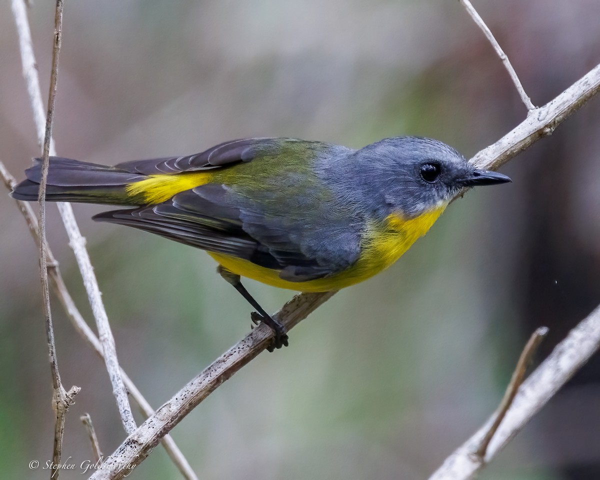 lejsčík žlutý - ML645306579