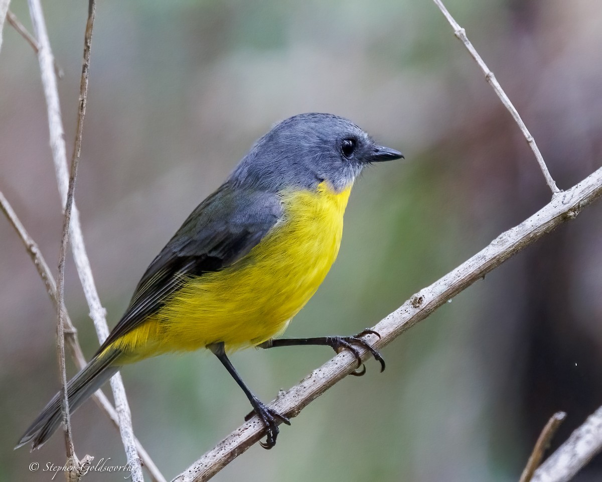 lejsčík žlutý - ML645306580