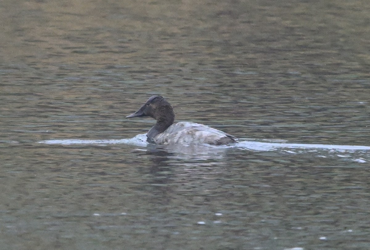 Canvasback - ML645306581